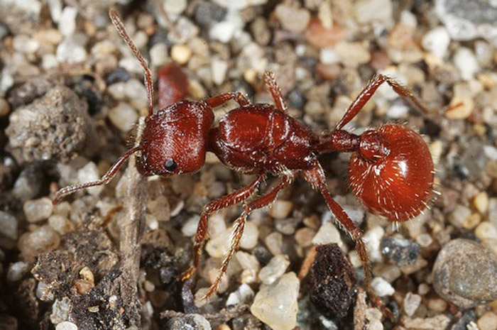 Pogonomyrmex barbatus